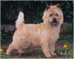 Percy vom Haltersitz