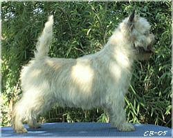 Cairn Bries Lolly Pop