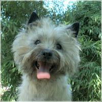 Cairn Bries Lolly Pop