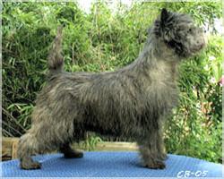 Cairn Bries Take a Chance