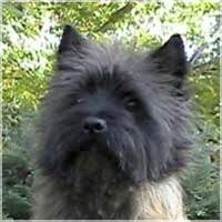 Cairn Bries Take a Chance