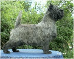 Cairn Bries Undine Joerdis