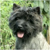  Cairn Bries Undine Joerdis