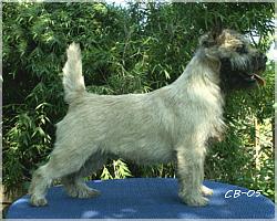 Cairn Bries Draem of Love