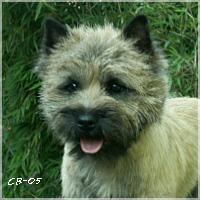 Cairn Bries Draem of Love