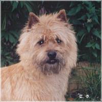 Percy vom Haltersitz