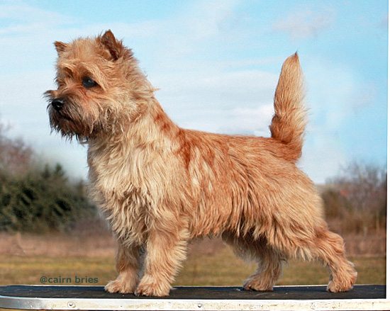 Cairnterrier Male Loui