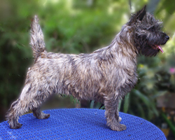 Cairn Bries Nightingale