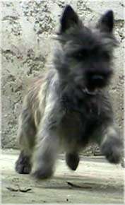 Cairn Bries Sweet Tiger