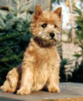 Cairn Terrier Junghund