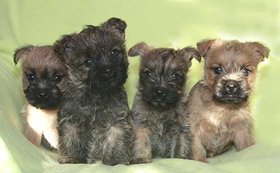 Cairn Terrier Welpen