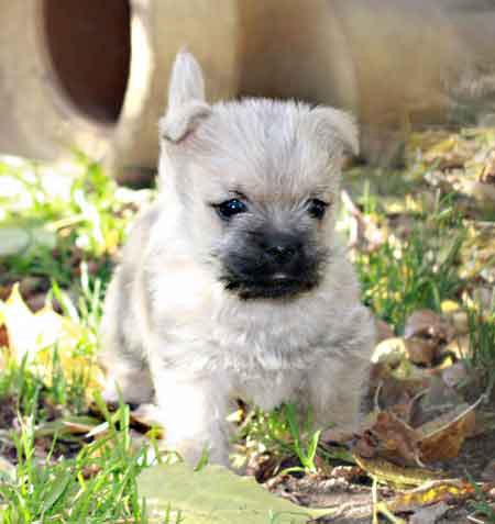 Cairn Terrier Welpe