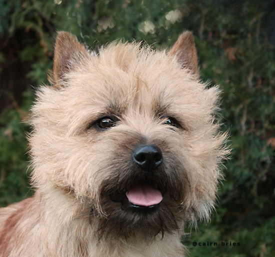 Cairn Terrier