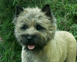Cairn Bries Dream of Love