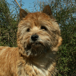 Percy 13 Jahre jung