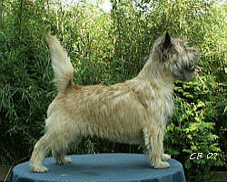 Cairn Bries Quentin
