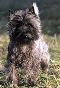 Cairn Terrier R�de Cairn Bries lJr. Surprise