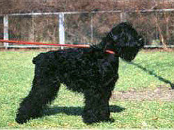 Schwarzer Terrier