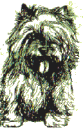  Cairn Terrier