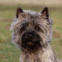 Cairn Terrier, silber-grau gestromt
