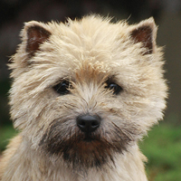 Cairn Terrier, weizenfarben