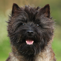 Cairn Terrier, rot gestromt