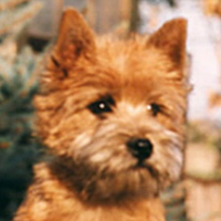 Cairn Terrier, rot