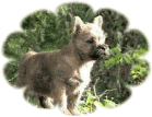Cairn Bries Winny Cora