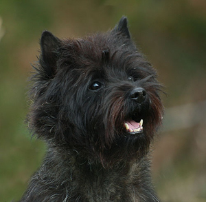 Hjohoo`s Connection Forever Hjoung