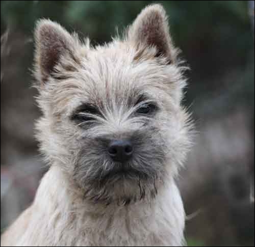Cairn Terrier Welpen aus fr�heren W�rfen